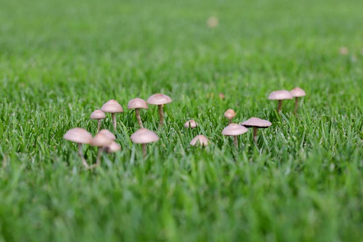 Schaden Pilze dem Rasen